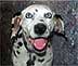 for Disney 101 Dalmatian parties, Perdy