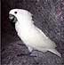 Corey (Umbrella Cockatoo)