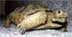 Little Juan (Cal Desert Tortoise)