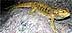 Dot (Bearded dragon/lizard)
