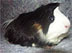 ..Mr. Cuddles (Guinea pig)